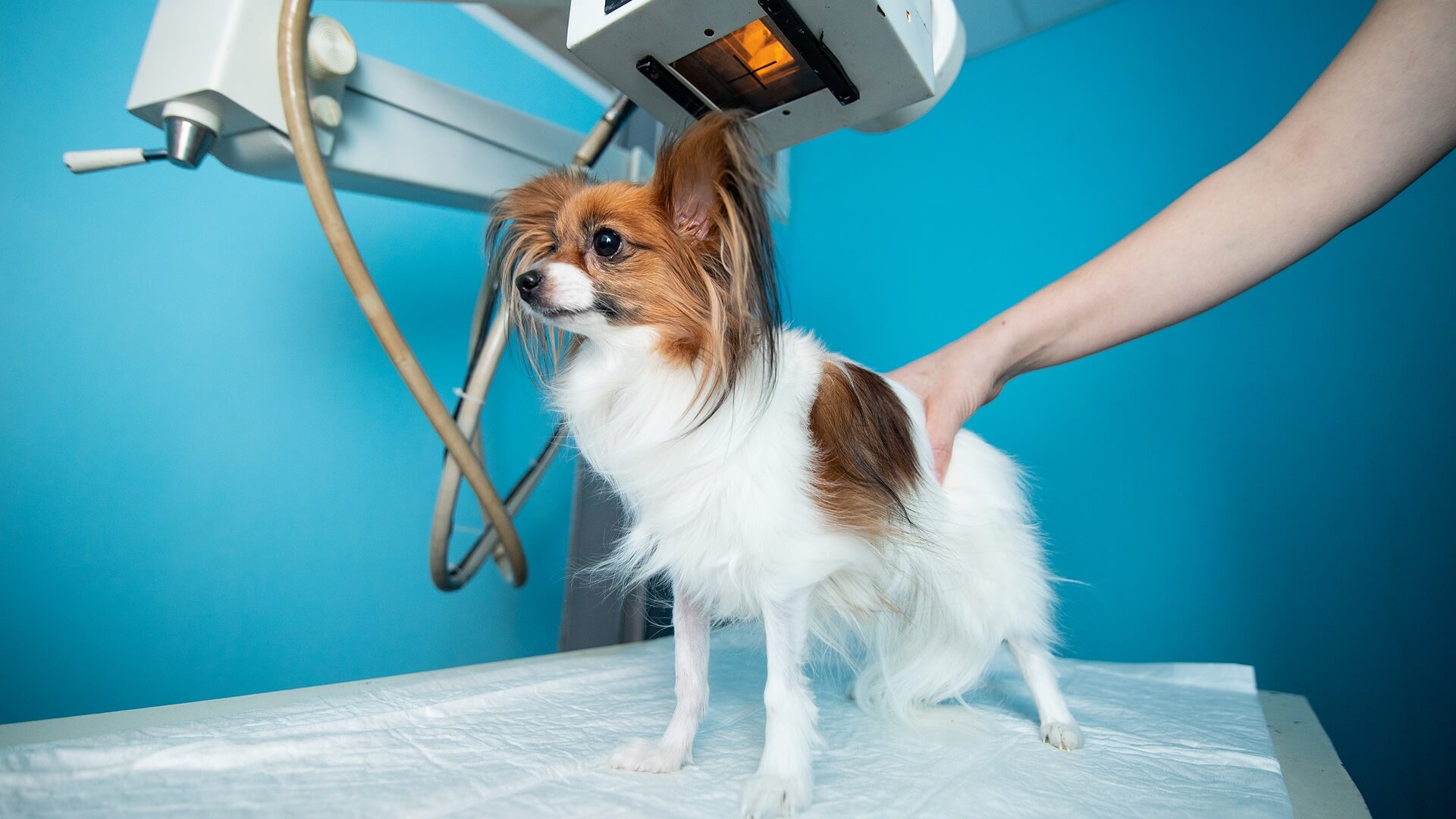 Pet Radiology & Diagnostic In Chicago, IL Urban PetRx