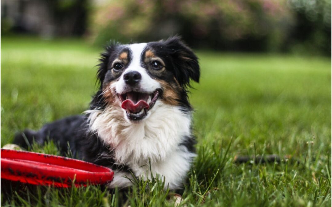 Small dog lying down next to a red frisbee in the grass