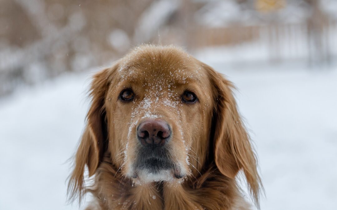 Golden retriever with snow on its nose looking at the camera
